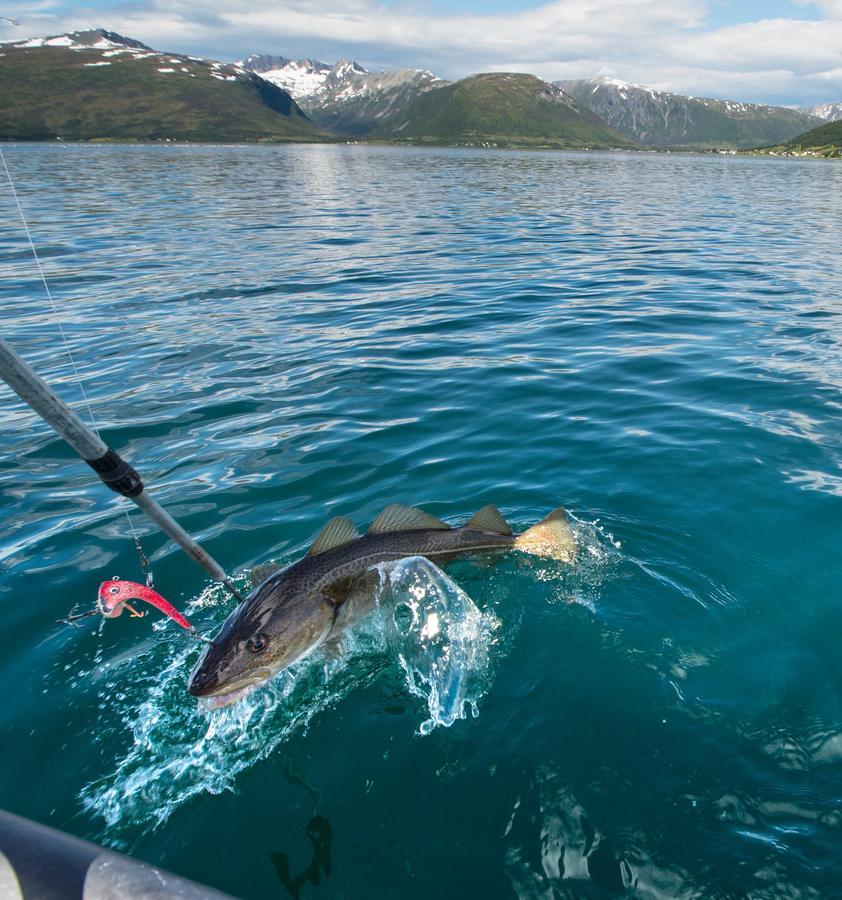 Vikran Vacation: Sea Fishing And Northern Lights Buitenkant foto