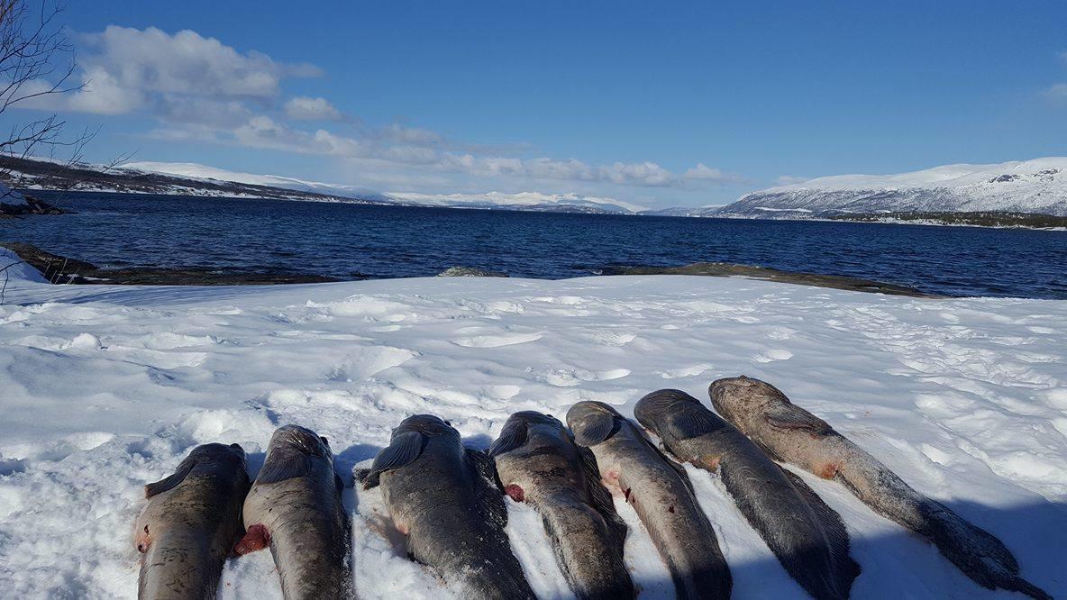 Vikran Vacation: Sea Fishing And Northern Lights Buitenkant foto